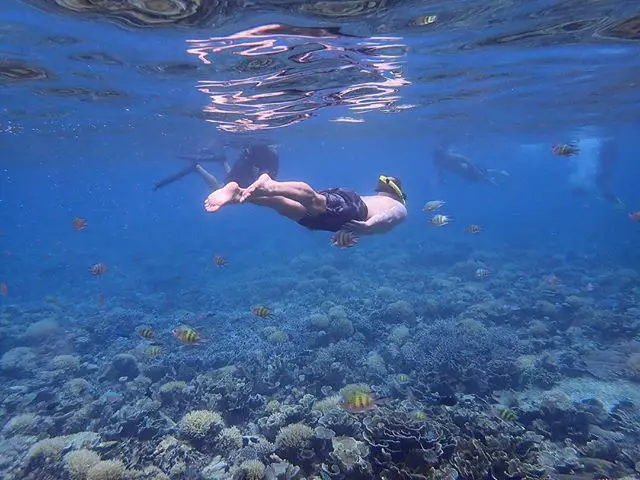 1524993810 Catching some #nemo #scubadiving #malaysia #holiday #travel