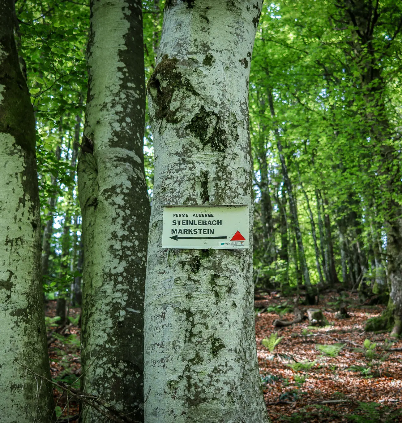 IMG_9889-1300x1365 French Divide 2025, the last | Adrien Becuwe IMG_9889-1300x1365 French Divide 2025, the last