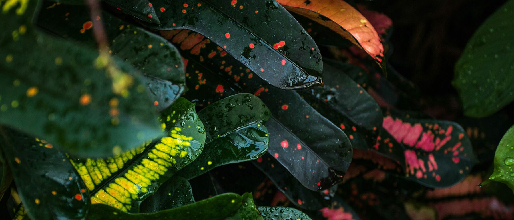 joshua-fuller-TPtOlSRD7hc-unsplash-1800x770 Petals