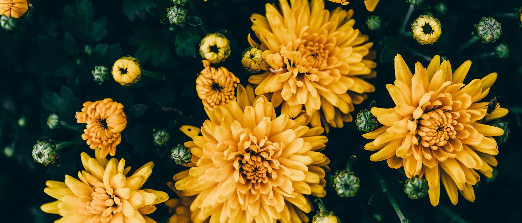 mark-landman-kzvRB1elLwI-unsplash-1799x770 Freelance Portfolio - Work | Adrien Becuwe mark-landman-kzvRB1elLwI-unsplash-1799x770 Freelance Portfolio - Work