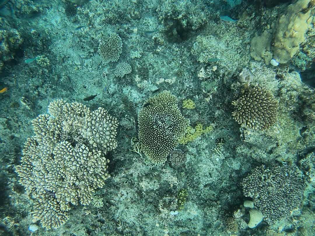 snorkeling-fiji-island-honeymoonisland-coral #snorkeling #fiji #island #honeymoonisland #coral #reef